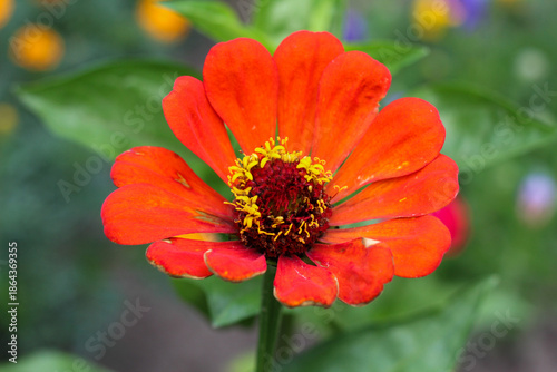 Wallpaper Mural Bright Orange Zinnia Flower in Close-Up View Torontodigital.ca