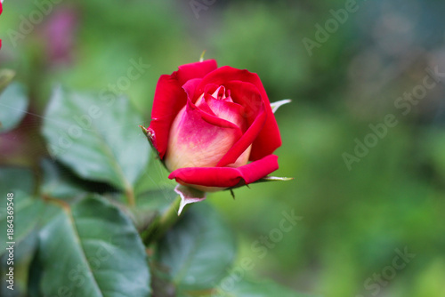 Wallpaper Mural Beautiful Bicolor Red and Cream Rose Bud Opening in Garden Torontodigital.ca