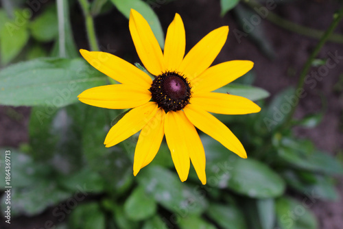Wallpaper Mural Bright Yellow Rudbeckia Flower Macro - Black-eyed Susan Torontodigital.ca