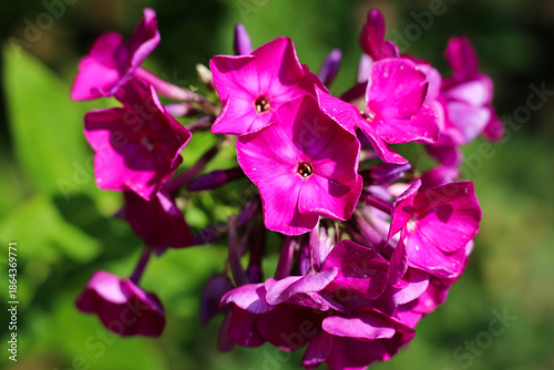 Wallpaper Mural Beautiful Magenta Phlox Flowers Blooming in Summer Garden Torontodigital.ca