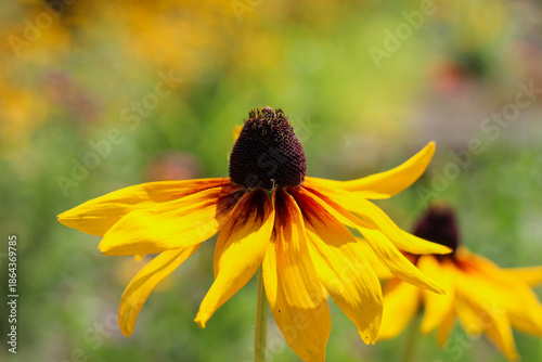 Wallpaper Mural Side View Macro of Yellow Rudbeckia Flower in Summer Garden Torontodigital.ca