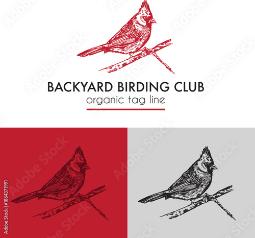 Backyard birding club illustrated logo design with cardinal bird as the brand icon in vector format with isolated background