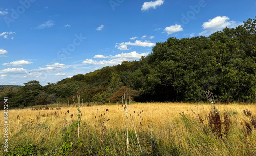A serene meadow with golden grass stretches under a bright blue sky. Fluffy white clouds dot the sky above a dense forest in Wilsden, Bingley, Yorkshire, UK