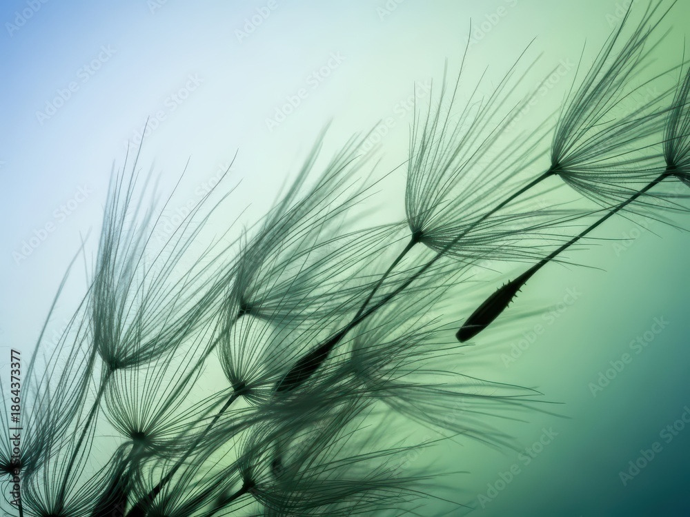 Obraz premium Dandelion Seeds Macro, Airy Texture on Blue and Green Background