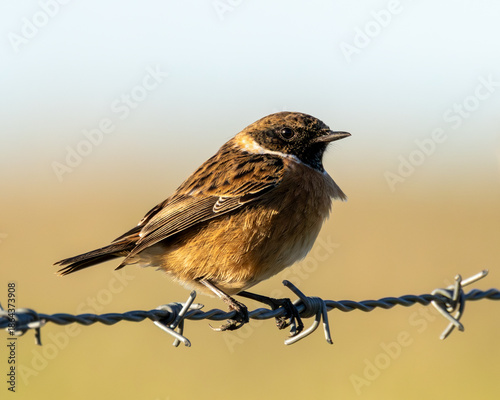 Stonechat. British farmland bird. Balanced on a barbed wire fence.