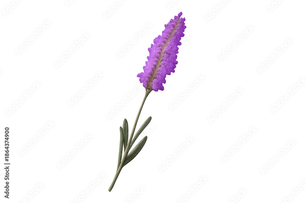Fototapeta premium Lavender flower blooming, creating a calming aromatherapy herb for natural wellness and beauty products, transparent background