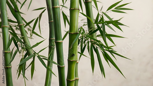 bamboo forest background