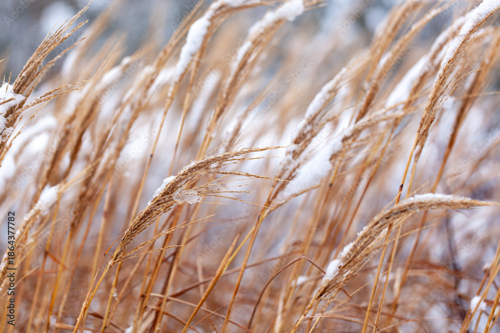 Fototapeta premium Snow covered dry grass in winter field with soft background
