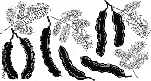 tamarind pods illustration set, tropical fruit botanical drawing, black line vector leaves, exotic plant elements, isolated nature design