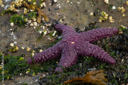 Photography Purple starfish