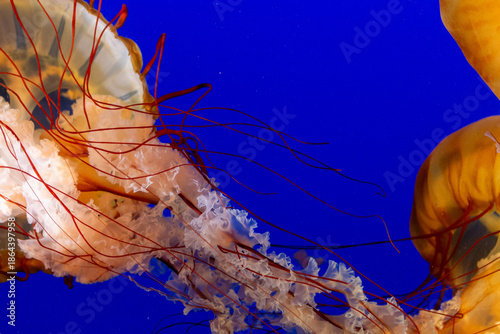 Photography Jellyfish