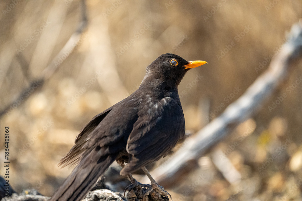 Fototapeta premium Common blackbird (Turdus merula) photographed in Spain