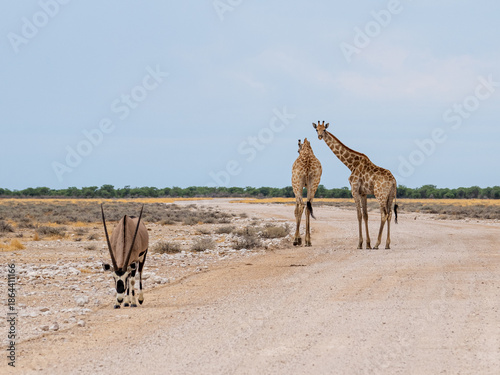 Photography giraffes and oryx in the wild