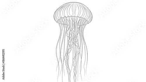 Minimalist Line Art Illustration of a Jellyfish with flowing tentacles and a rounded bell shape