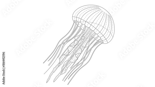 Detailed Scientific Illustration of a Jellyfish with Transparent Bell and Long Tentacles for