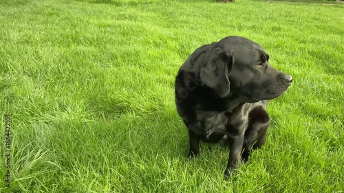 Dog, pet black Labrador Retriever on green grass.