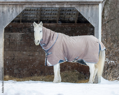 White horse in front of stable wearing a blanket in the snow.