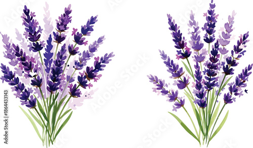 Beautiful watercolor lavender flower bouquets illustration on white background