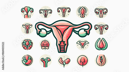 Women Reproductive System Illustration Set – Uterus Gynecology and Fertility Icons