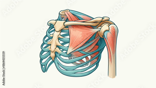 Human Shoulder and Rib Anatomy with Muscles Illustration