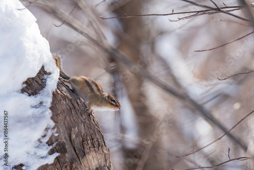 エゾシマリス 冬