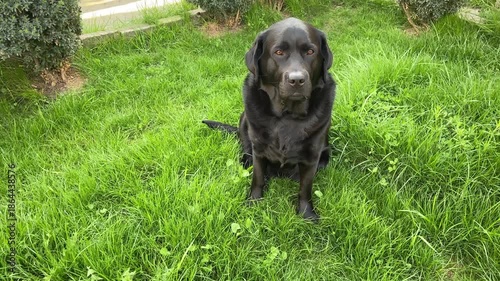 Black Labrador Retriever on the grass in the garden near the house. Pet, dog in the yard