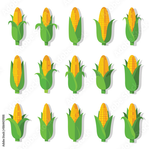Set of Fresh Corn Cobs with Green Husks, Vector Illustration.