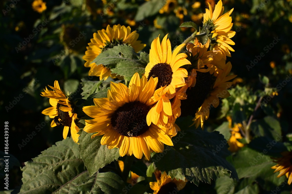 Obraz premium Sunflowers