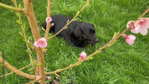 Black Labrador Retriever on the grass in the garden in spring. Pet, dog in the yard.