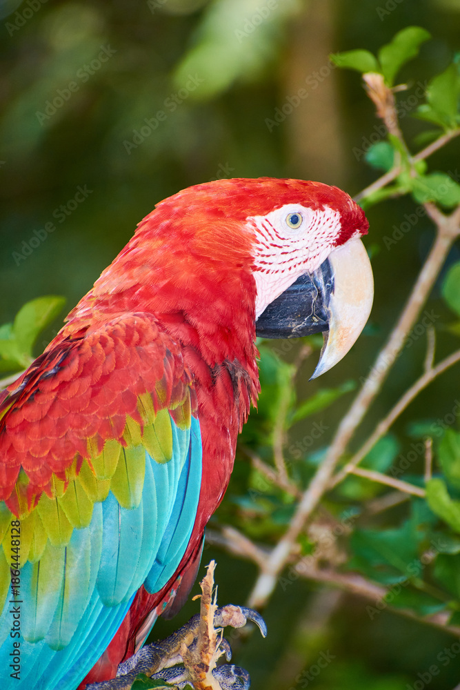Obraz premium Close-up portrait of a scarlet macaw with vibrant red, blue and green feathers, showcasing tropical wildlife and colorful plumage.