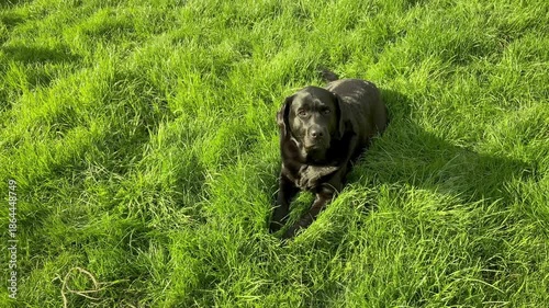 Dog lying on the grass. Black Labrador Retriever on the lawn.