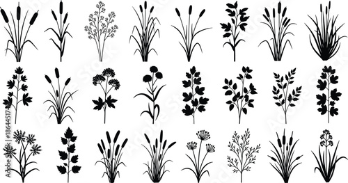 Black Botanical Silhouette Set of Wild Flowers Marsh Grass and Bulrush Reeds Detailed Nature Foliage Vector Illustration for Outdoor Design (20 words)