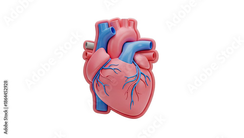 Stylized 3D Human Heart Model