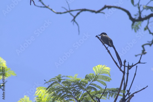 Tijereta, Tyrannus Savana de la Plaza Alberdi, Tucumán, Argentina