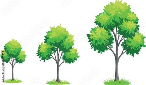 Vector illustration showing three stages of green tree growth from small sapling to a large mature tree on white background.