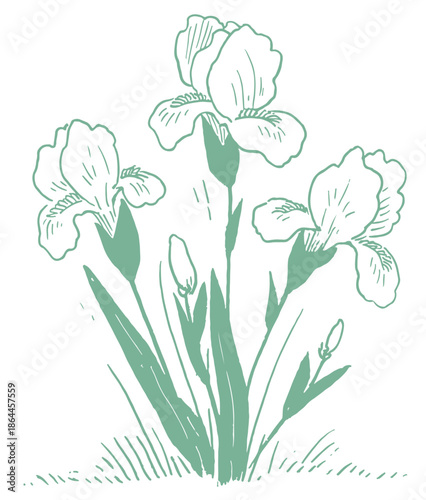 hand-drawn monotone wild flower
