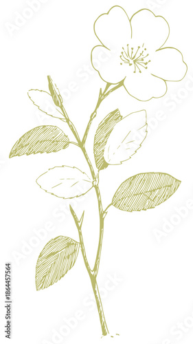 hand-drawn monotone wild flower