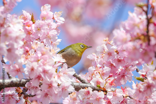 桜の枝に止まるメジロ
