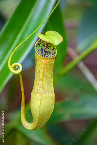 Картината върху платно Pitcher Plant (Nepenthes Gracilis), Kinabatangan River, Sabah, Borneo, Malaysia