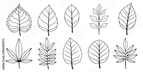 Hand drawn line art botanical leaves set featuring various distinct shapes and venation for nature inspired designs