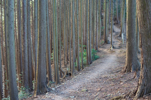 Tableau sur toile 日本：大平山／森の中の登山道【首都圏自然歩道】埼玉県越生町・1月