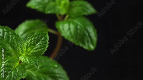 close up of green leaves with water droplet