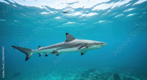 Wallpaper Mural A shark swims gracefully through turquoise water, sunlight filtering down Torontodigital.ca