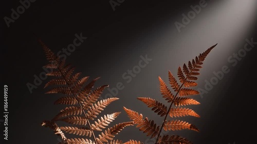 fern leaf on black background