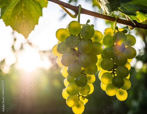 Sun-kissed green grapes hang heavy on a vine, their translucent skin catching the warm glow of the backlight, creating a subtle sun flare with a natural feel