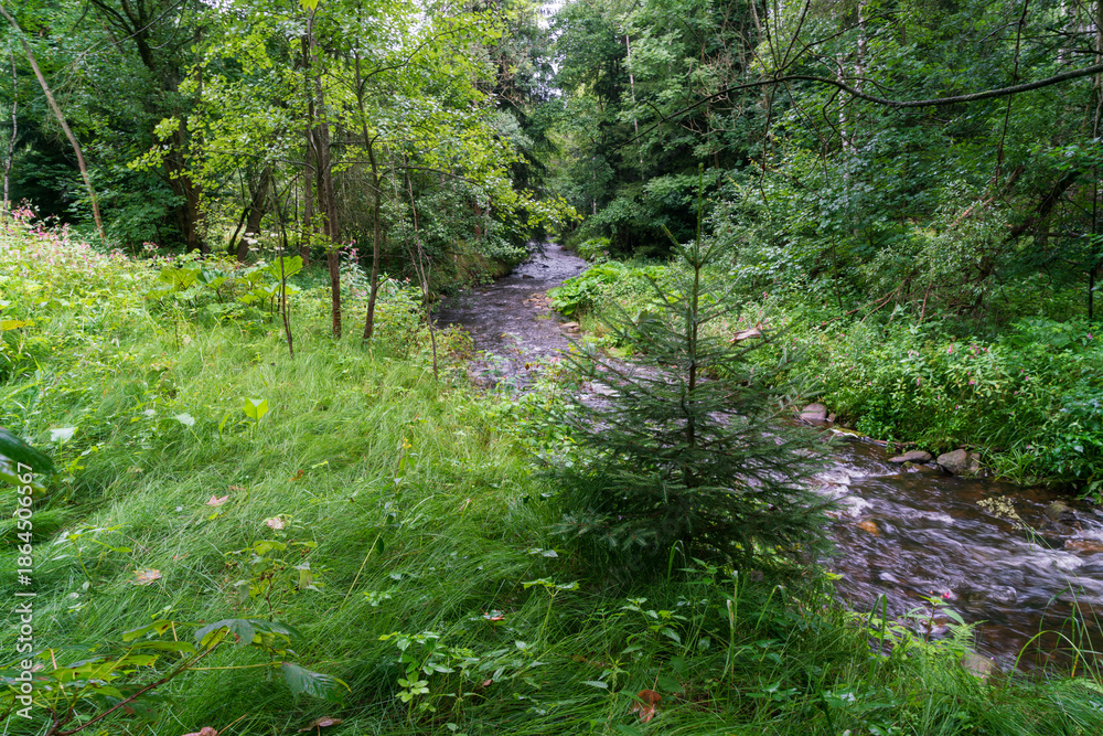 Obraz premium Forest scene in Geising, Saxony, eastern Germany