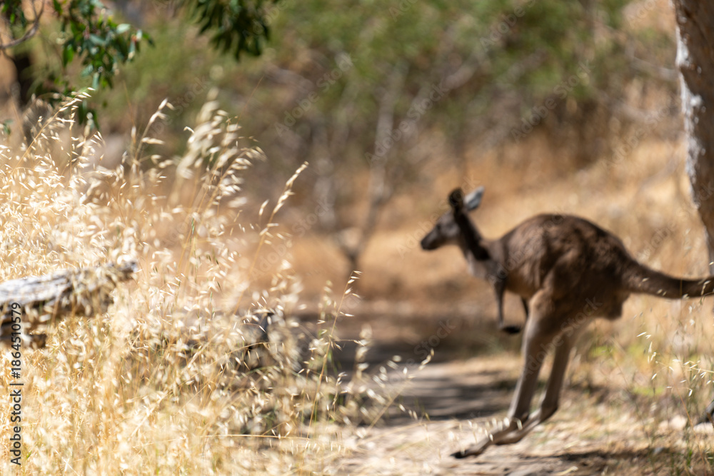 Fototapeta premium Wild Kangaroos Resting and Moving Through Dry Australian Bushland