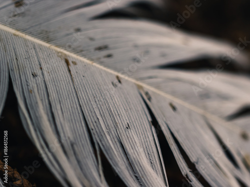 Close up of a feather