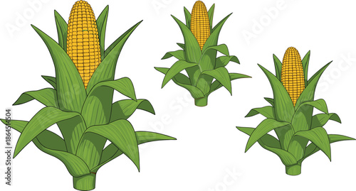 Fresh yellow corn on the cob with green husks set on stalks isolated on white background for agriculture