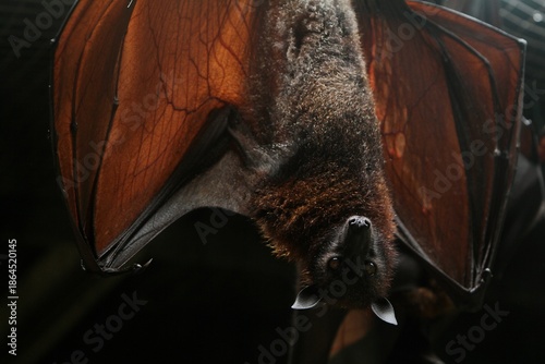 portrait of a hanging pteropus vampyrus